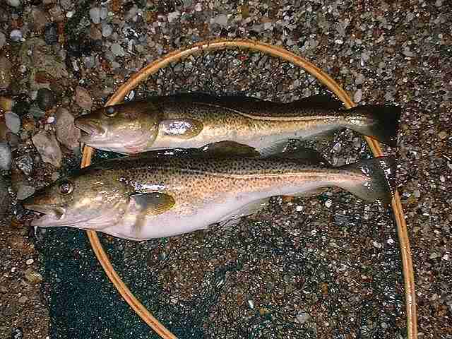 2 schne Spinndorsche